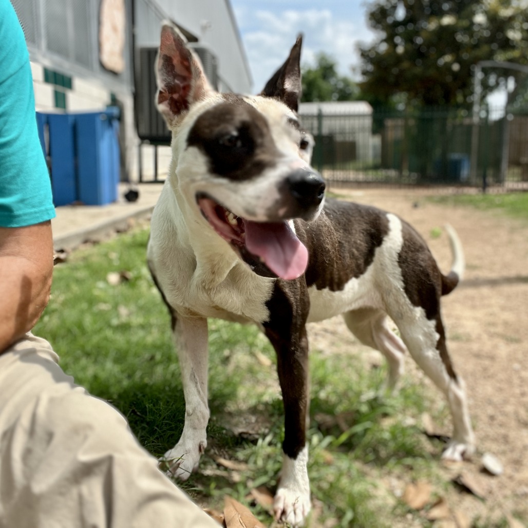 MOON PIE - Terrier / American Pit Bull available for adoption