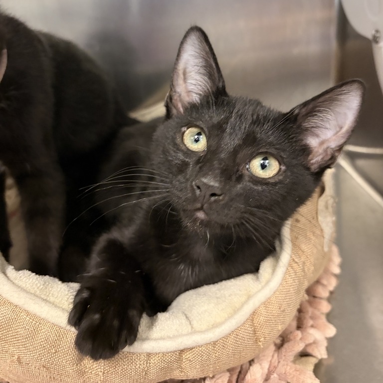 LEE - Domestic Shorthair available for adoption