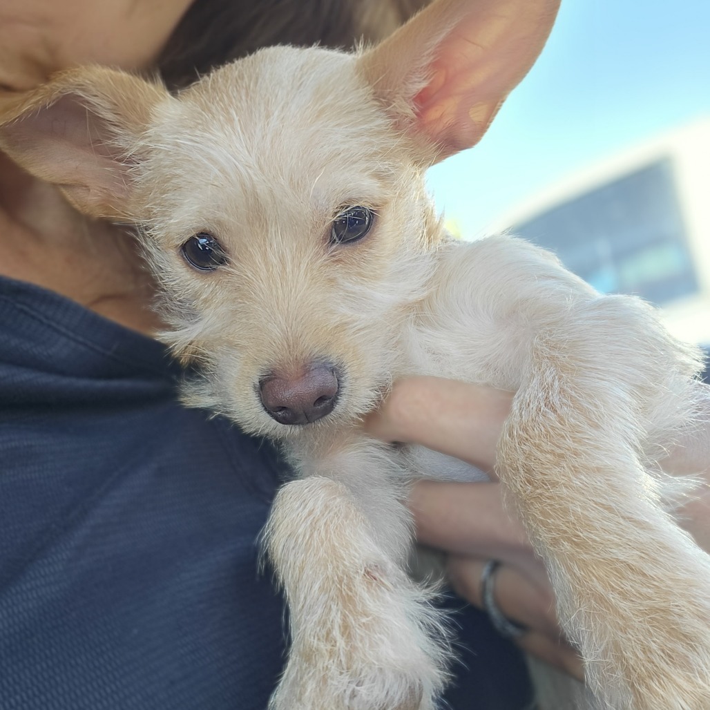 HOPE - Terrier available for adoption