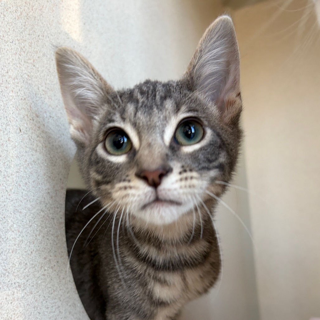 Nils - Domestic Shorthair/Mix