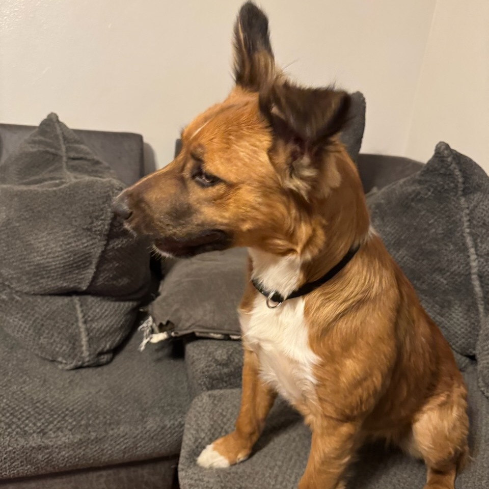 Cooper — thumbnail 3