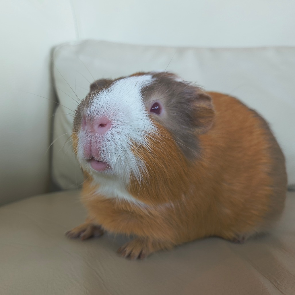 BUTTERSCOTCH - American available for adoption