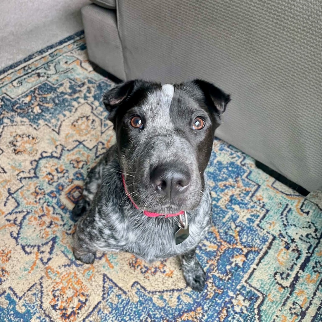 Banjo, photo 5