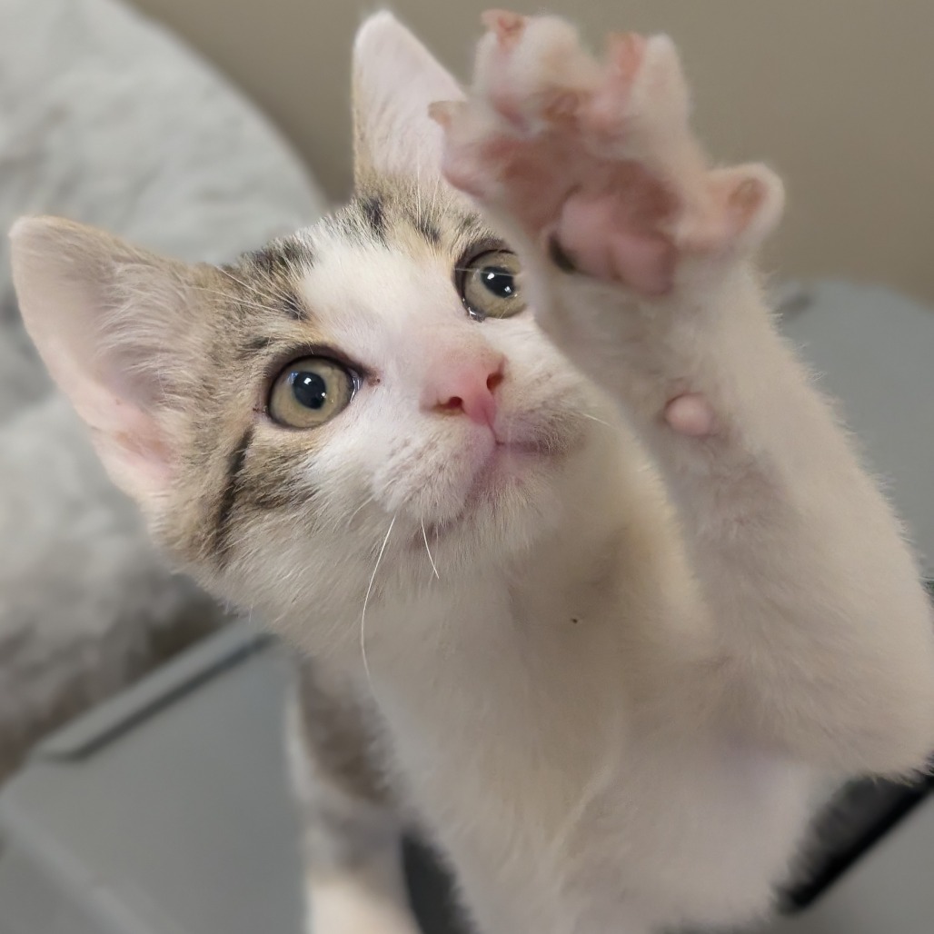GEORGE - Domestic Medium Hair available for adoption