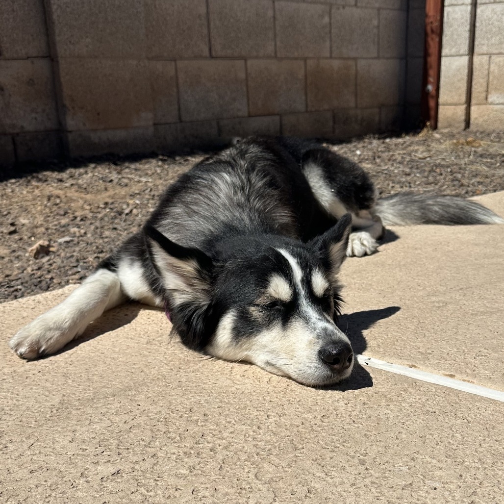 Shasta picture #10