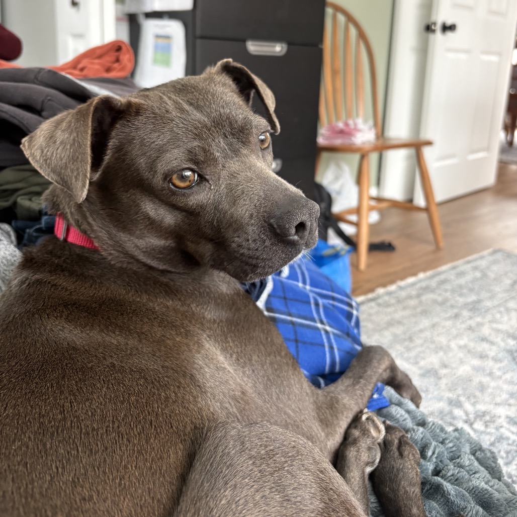 Cocoa — thumbnail 2