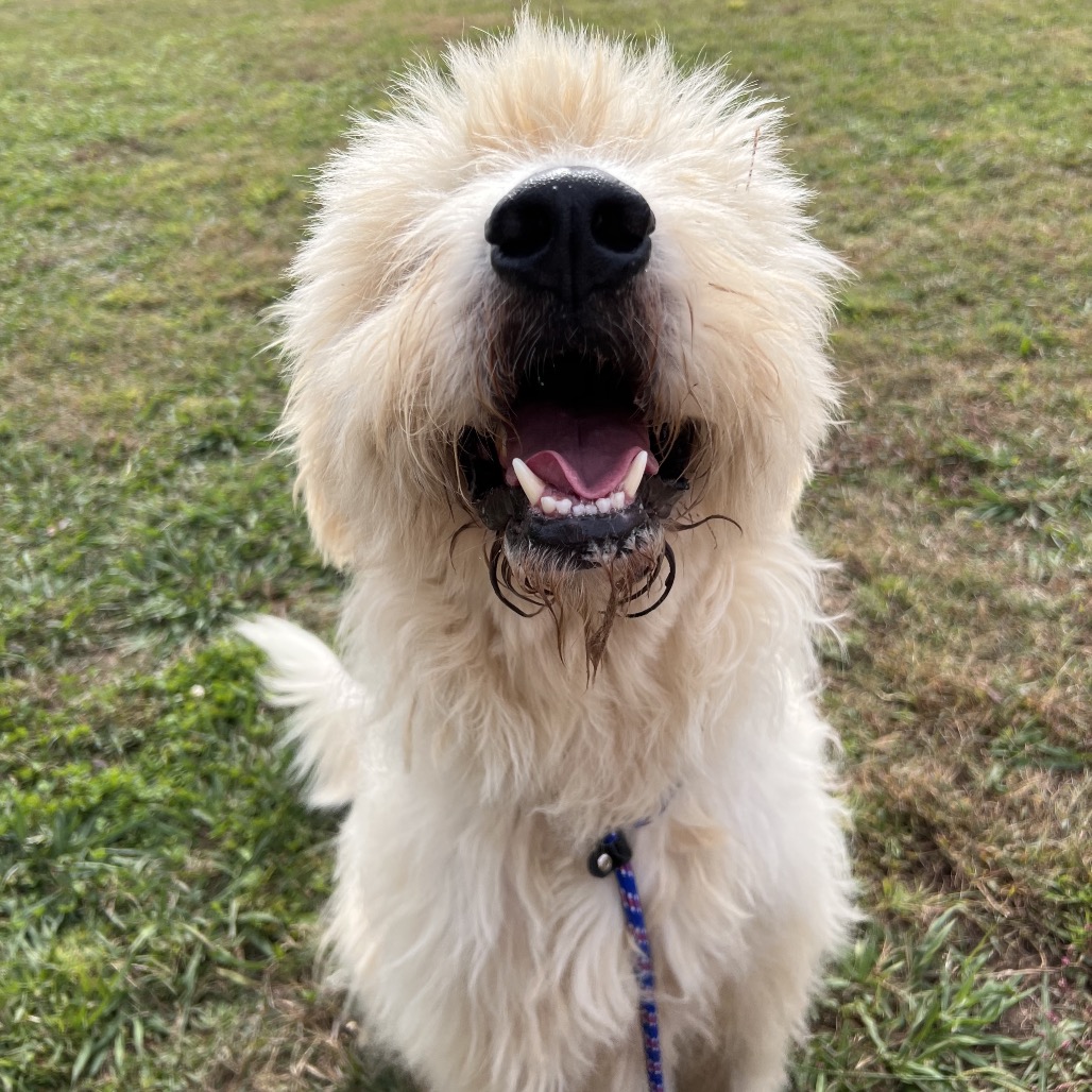 Rio is available for adoption at A New Leash on Life, Inc.