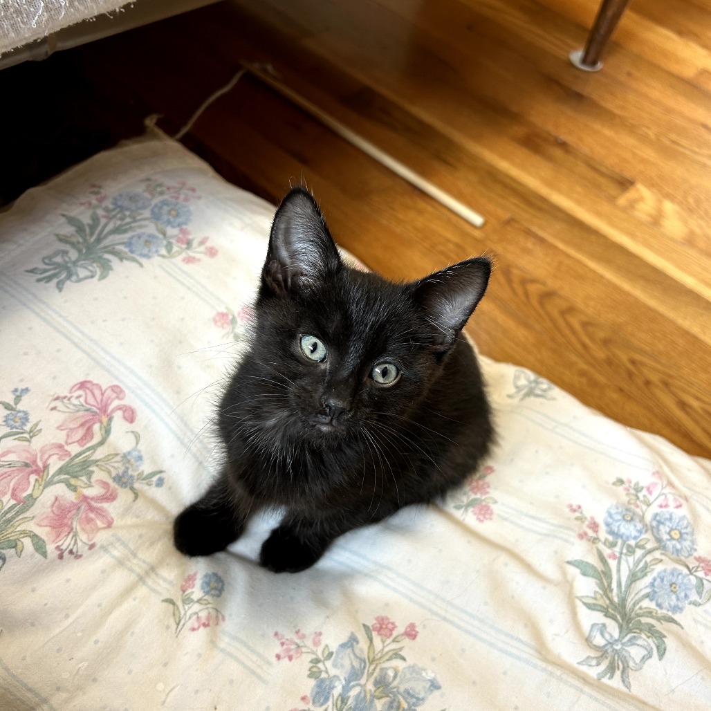 Roscoe, an adoptable cat