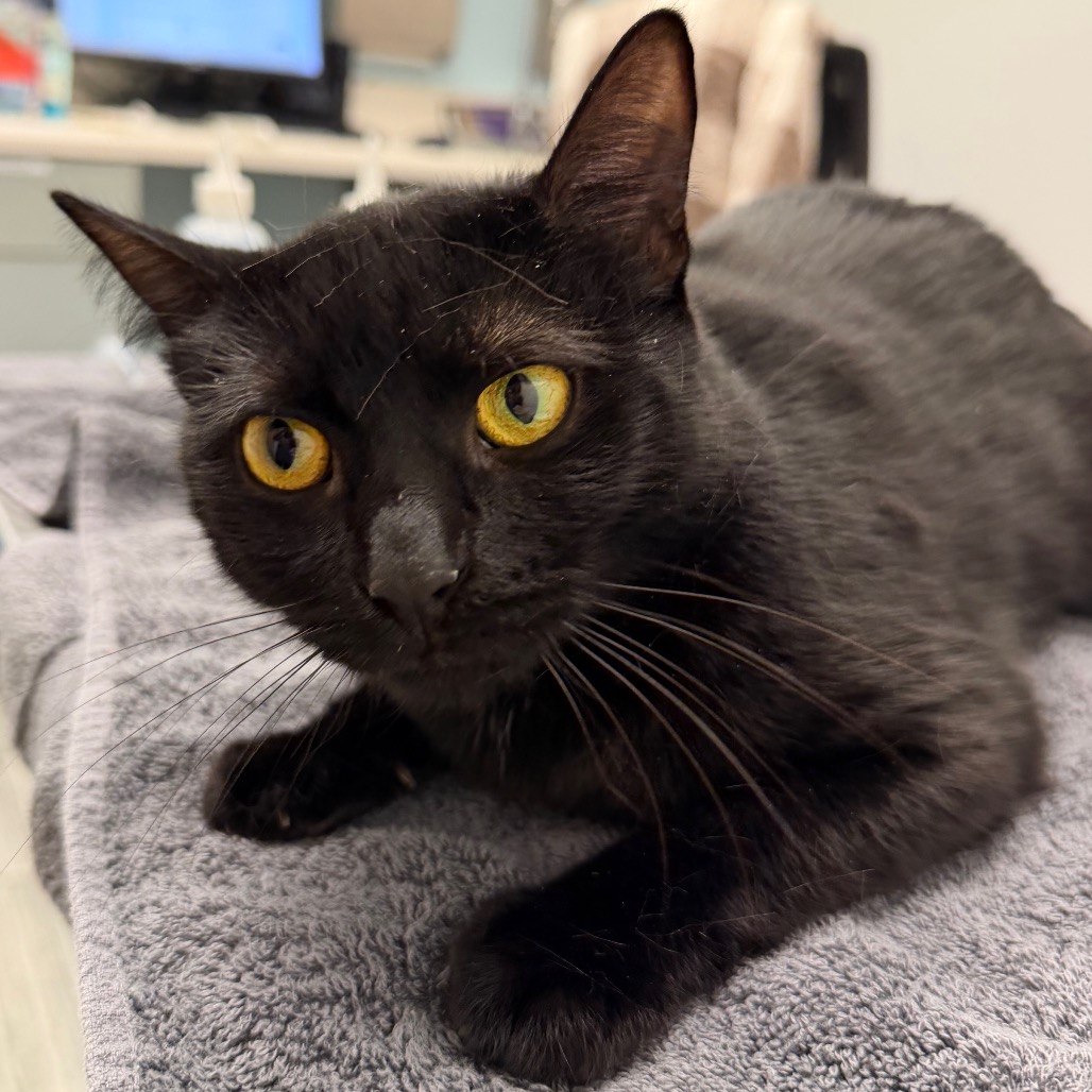 ONYX - Domestic Shorthair for adoption in Jacksonville