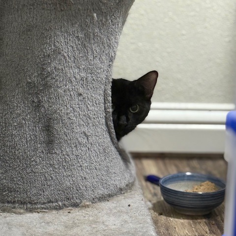 Candy Land — thumbnail 9