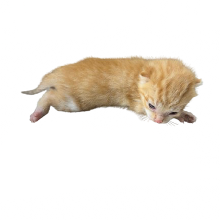 Tusc Stray 81395