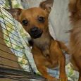 KRAMER - Chihuahua available for adoption