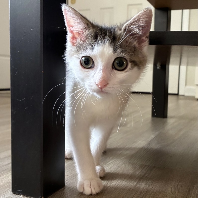 Jinx