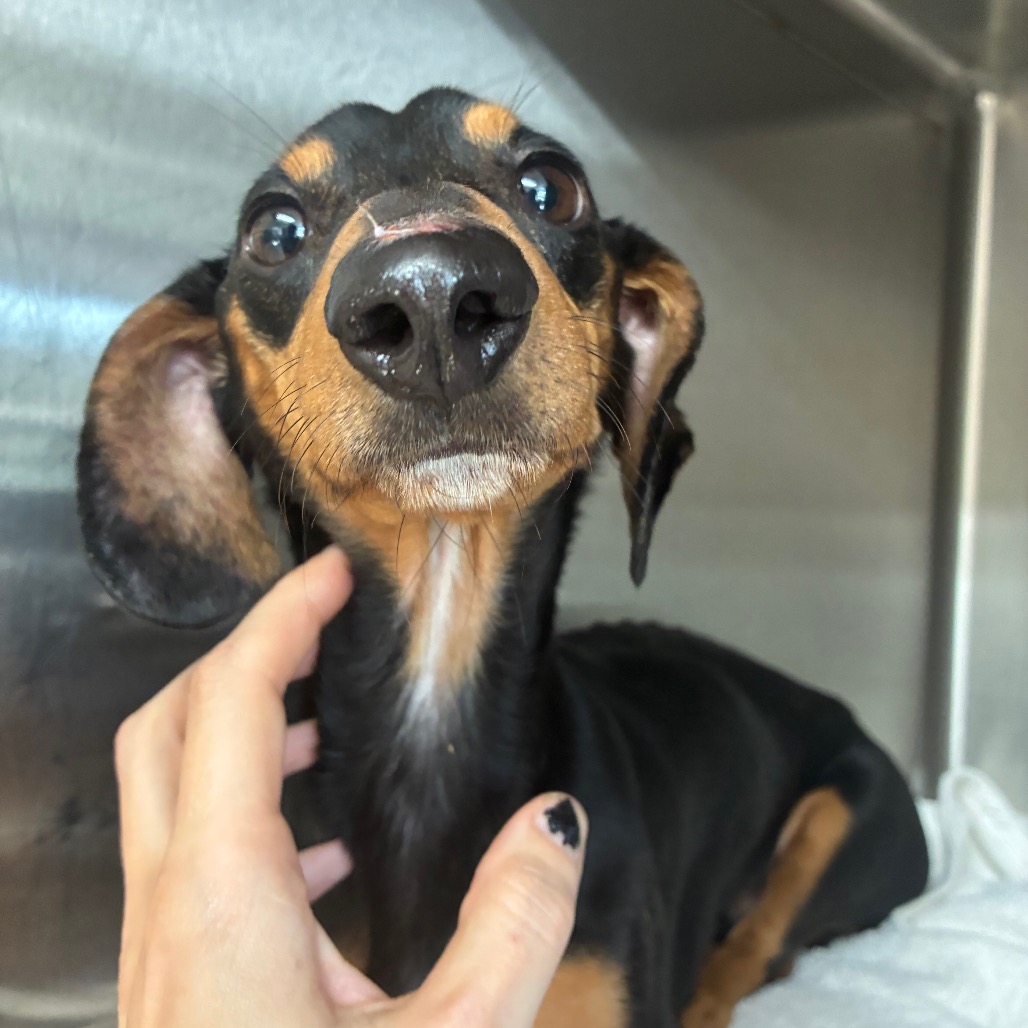 Dachshund