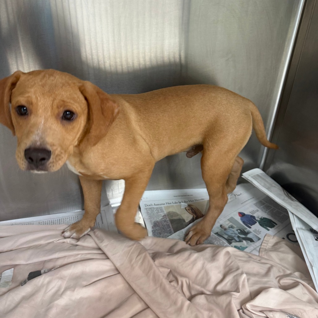 ORCHID - Mixed Breed (Medium) / Mix available for adoption