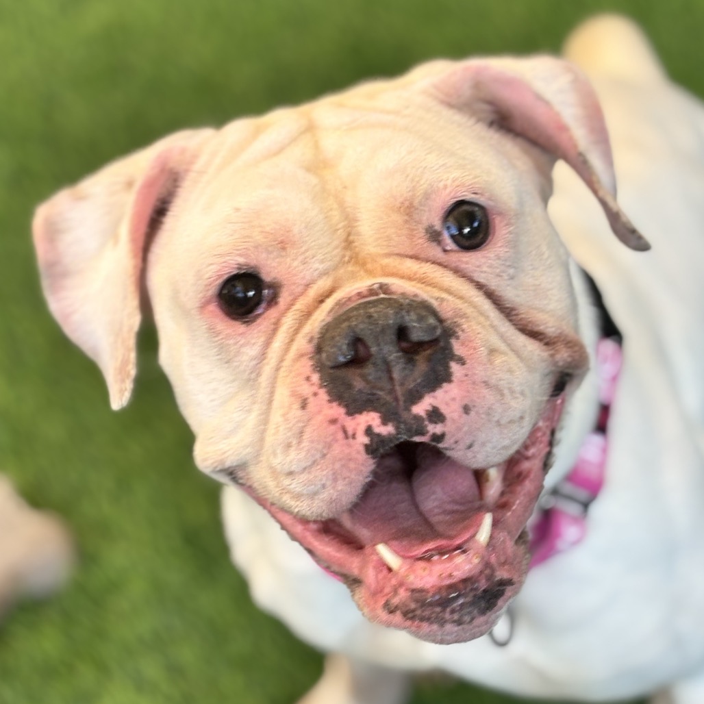MOLLY - Boxer / Bulldog for adoption in Henderson