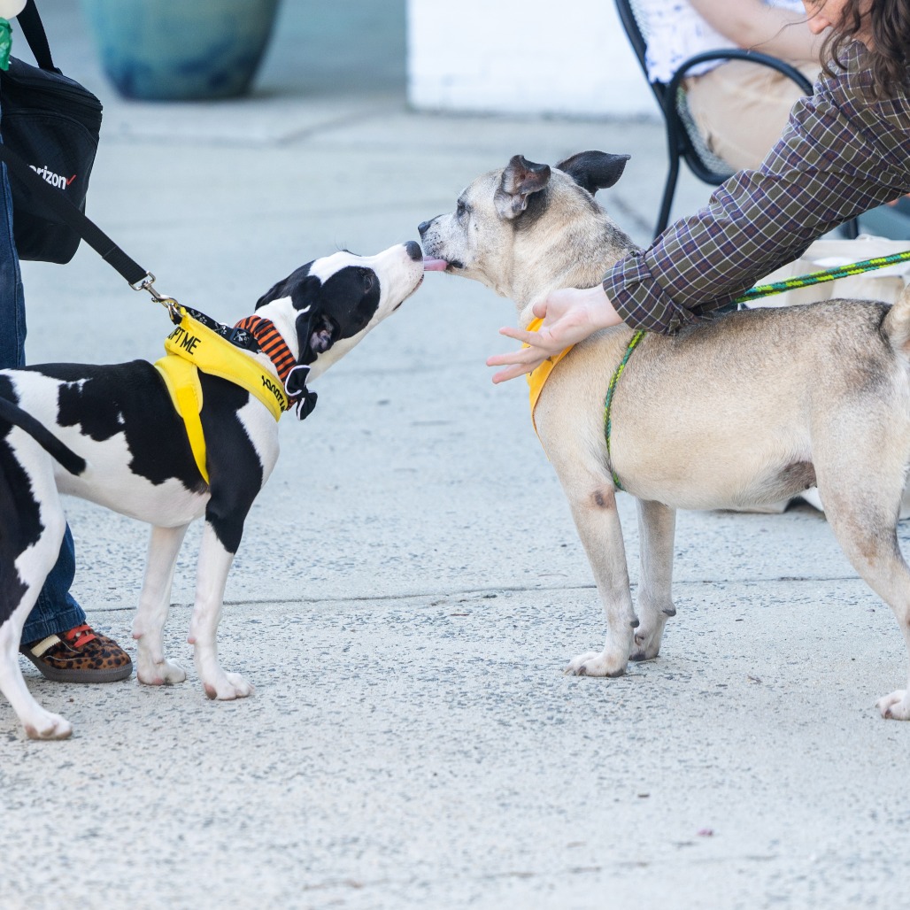 Amelia — thumbnail 8