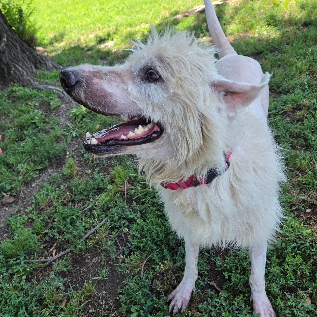 Shaggy photo 5