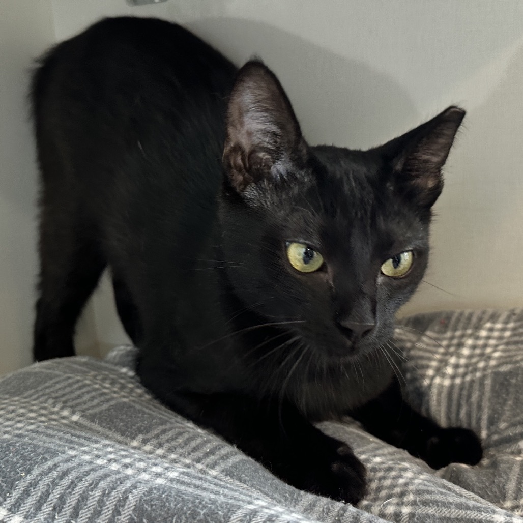 Squid - Domestic Shorthair