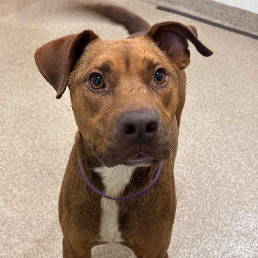 CREAM CHEESE - Terrier, American Pit Bull / Mixed Breed (Medium) available for adoption