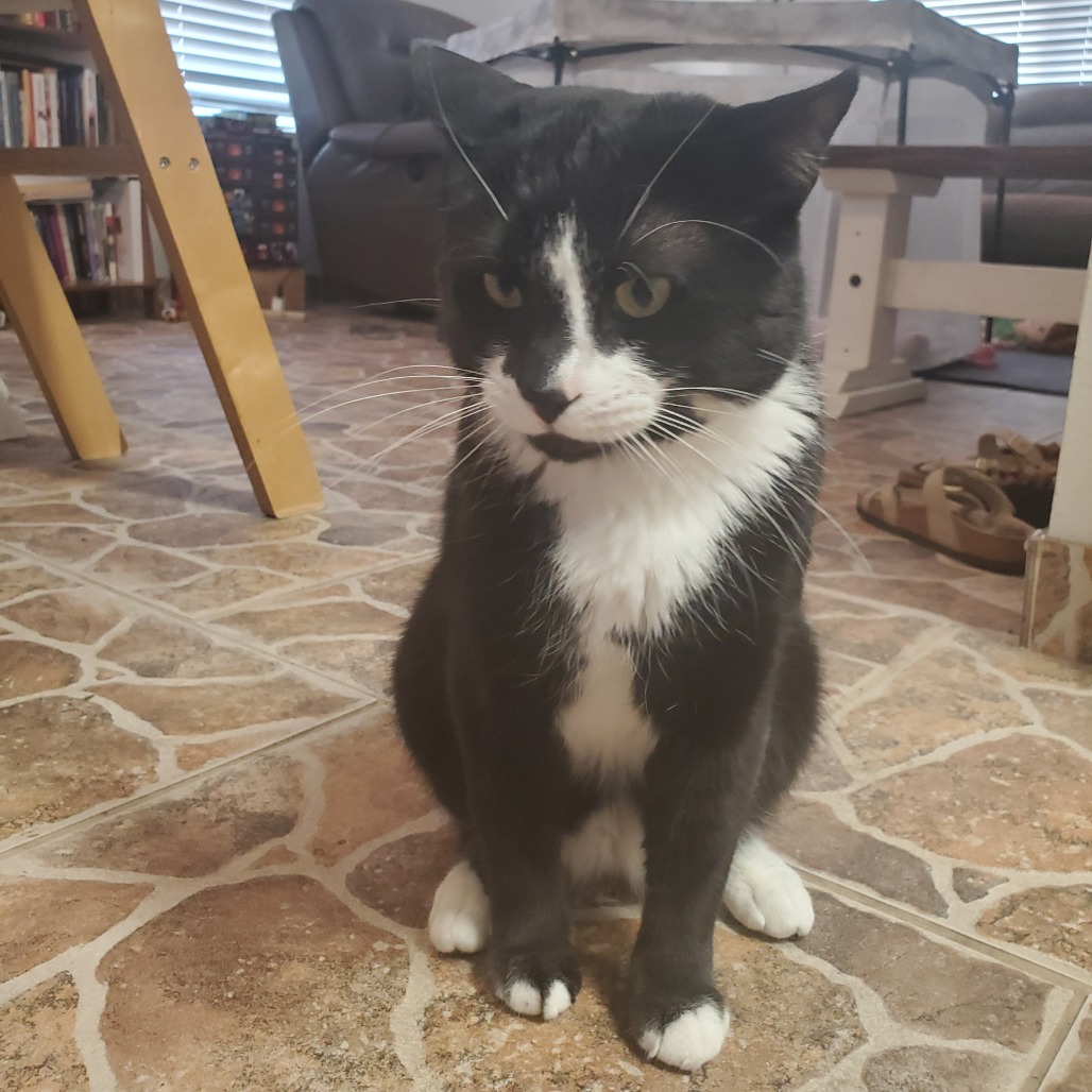 Fin: Male 31 Domestic Shorthair