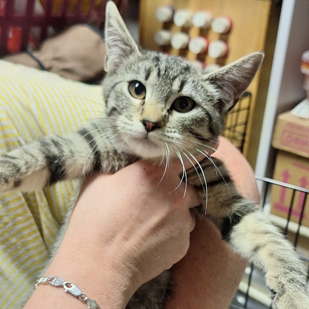 PADME - Domestic Shorthair available for adoption