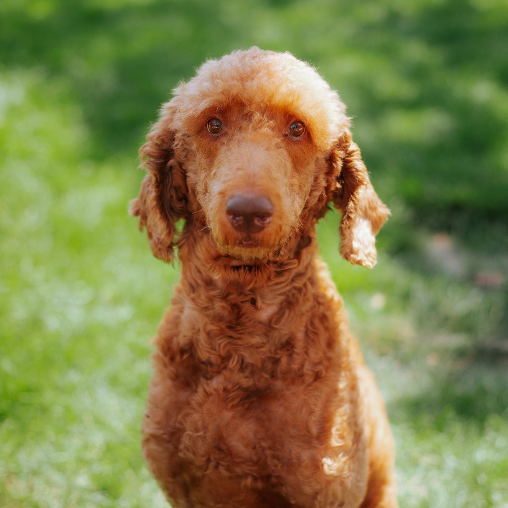 Poodle