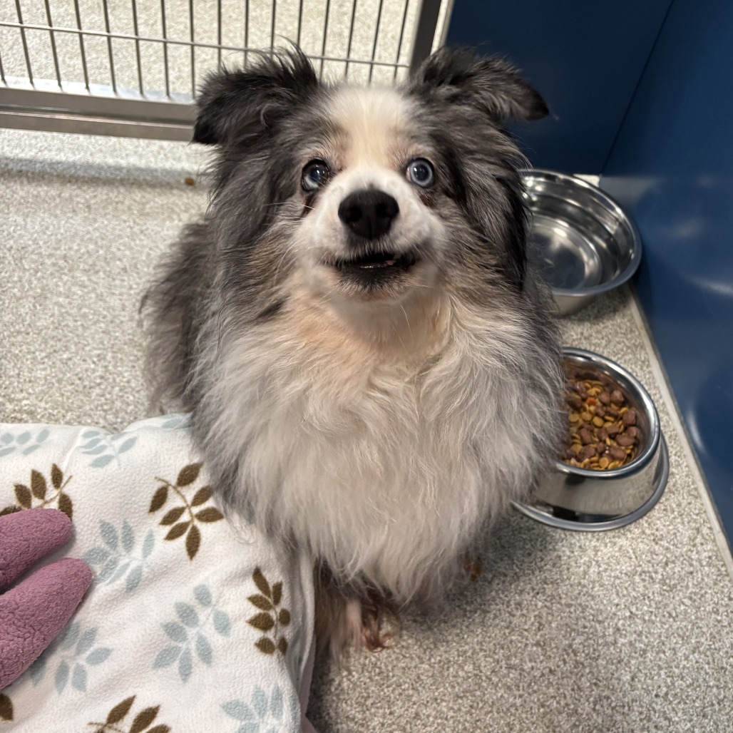 BLUE - Shepherd, Australian / Mixed Breed (Medium) available for adoption