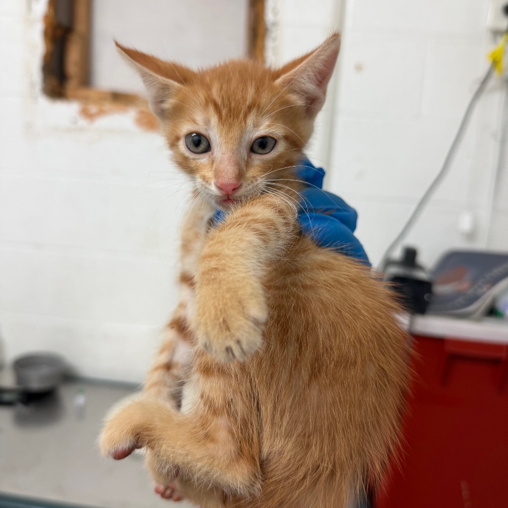 GIBRALTAR - Domestic Shorthair available for adoption