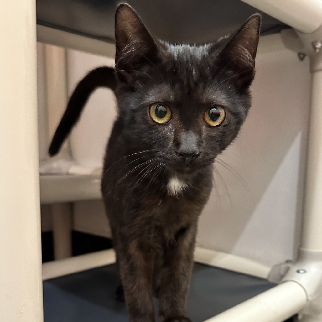 HORSE - Domestic Shorthair available for adoption