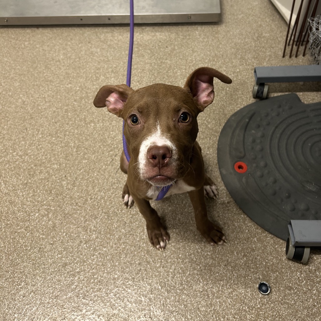 TINKER BELL - Mixed Breed (Medium) / Mix available for adoption