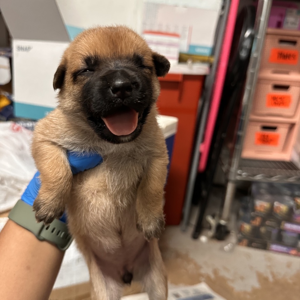 mjb 11, available for adoption at PVAS
