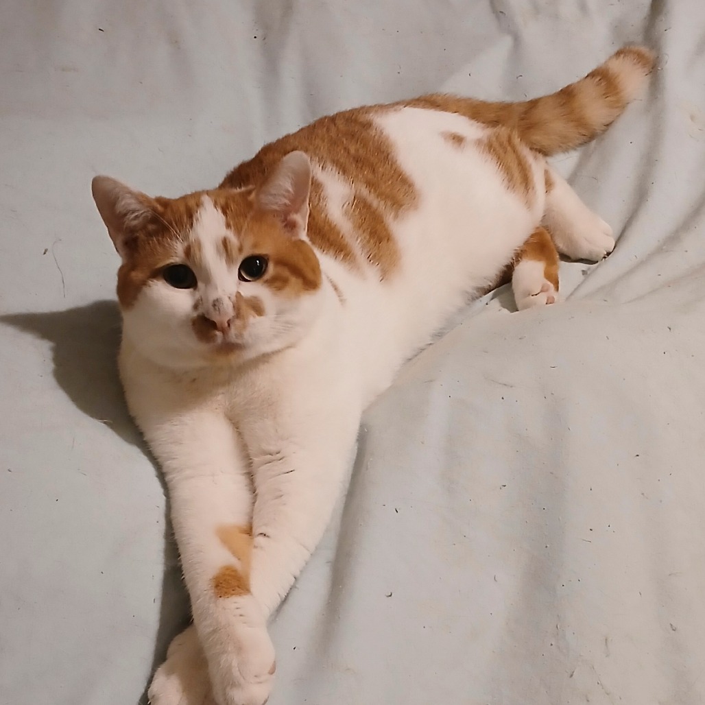 Rufus, photo 2