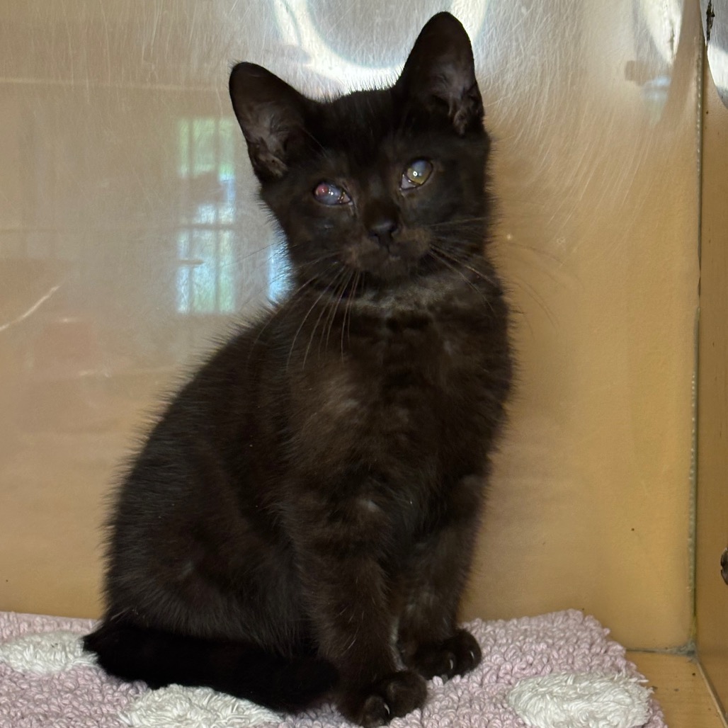 COW - Domestic Shorthair available for adoption
