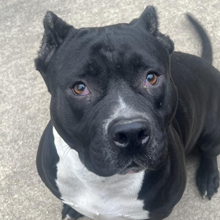 Pit Bull
