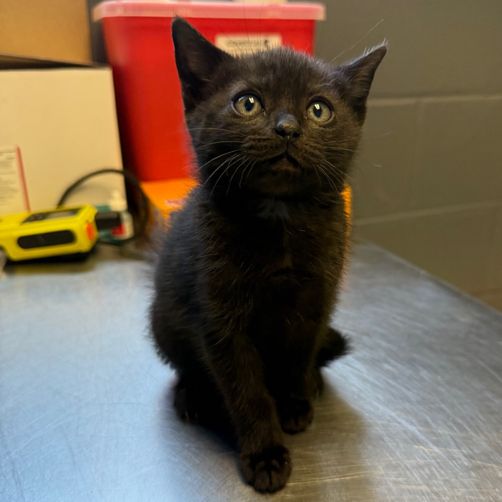 Tusc Stray 84296