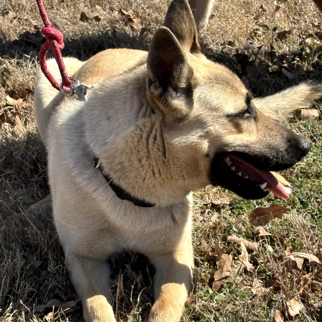 Photo of Colt