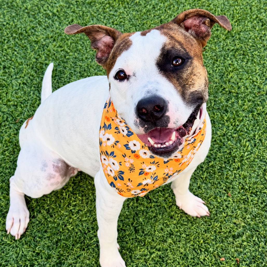 LUCY - Terrier, Staffordshire Bull / Boxer available for adoption