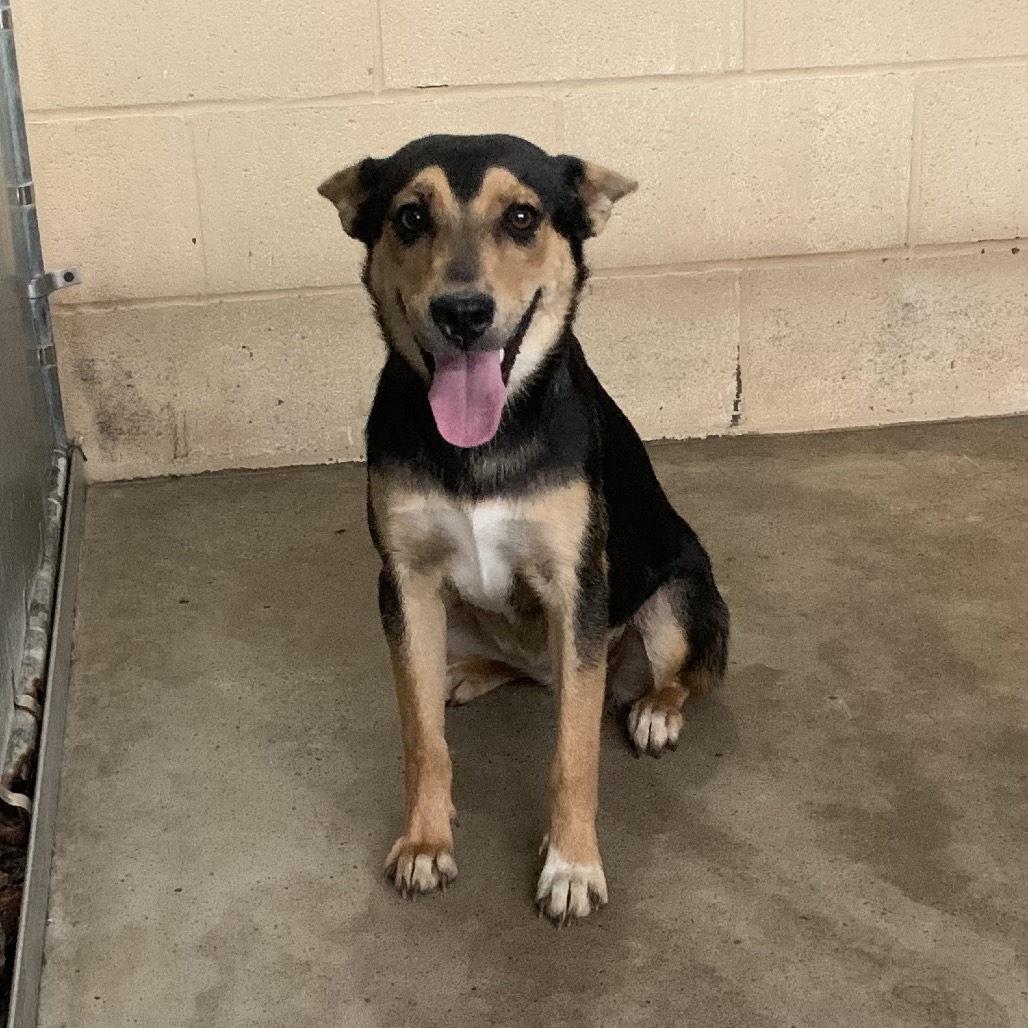 SANSA - Shepherd / Mix available for adoption
