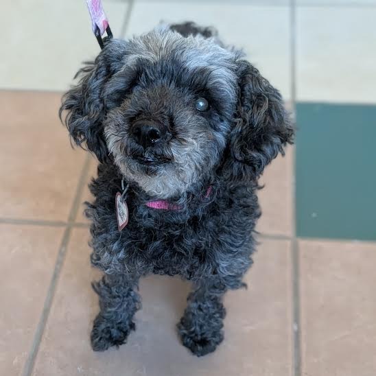 Fatima $199-In foster-See my video, additional photo