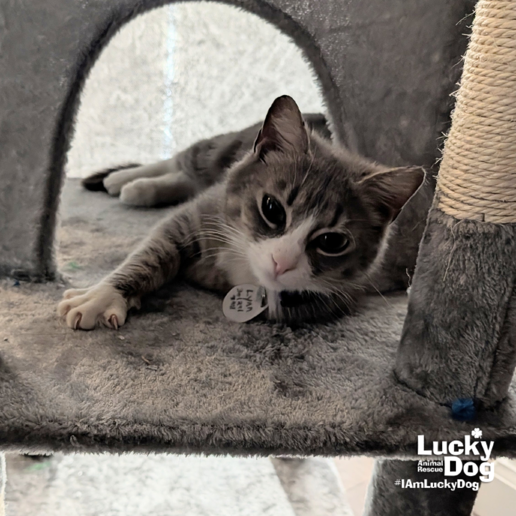 TOMMY GIRL - Domestic Shorthair available for adoption
