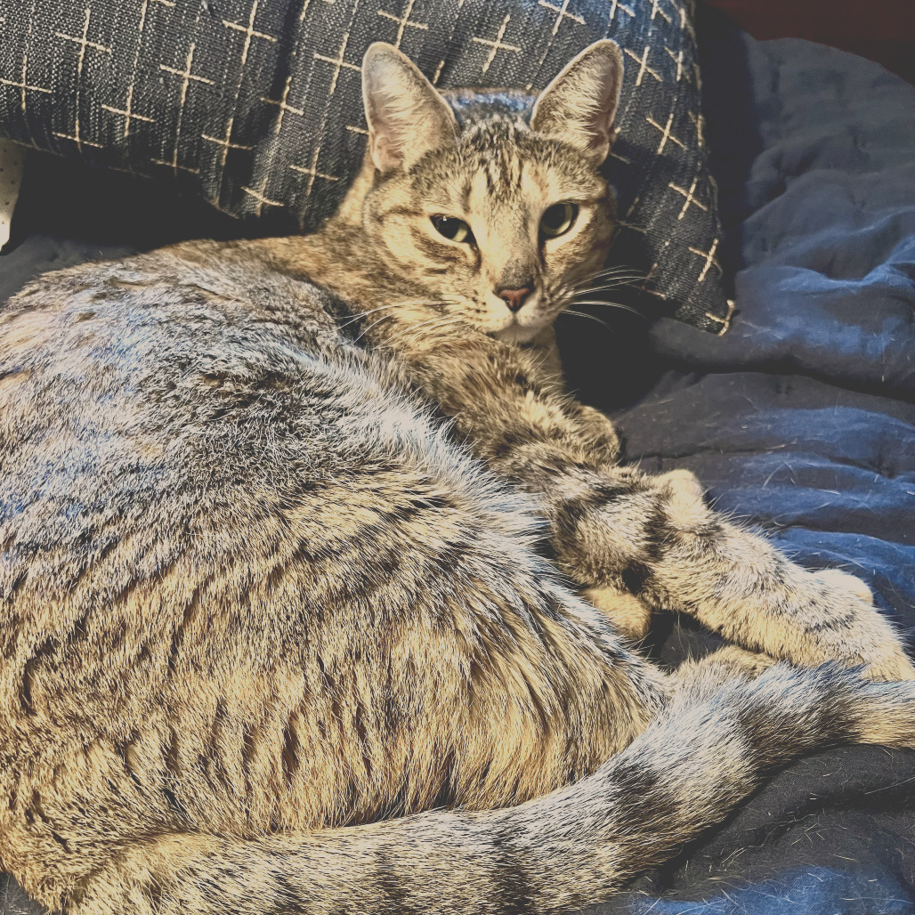 Calliope, photo 14