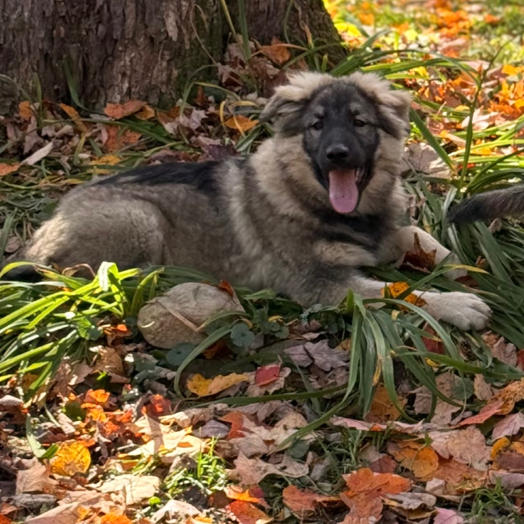 BRIGGS, photo 12