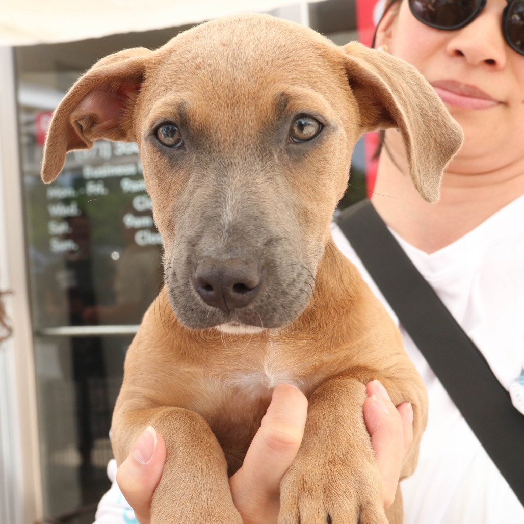 ETHEL - Dachshund / Retriever available for adoption