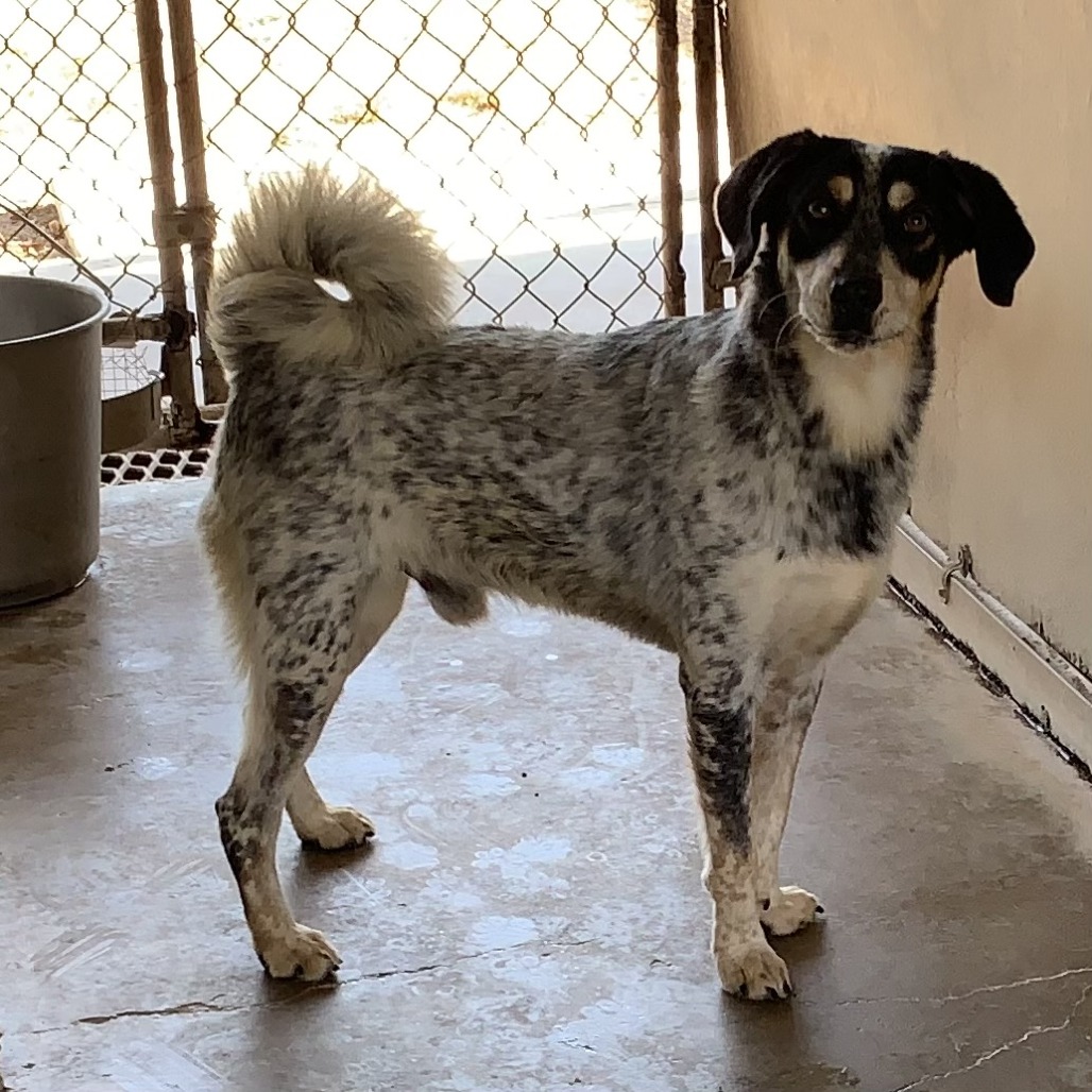 RAISIN - American Blue Heeler available for adoption