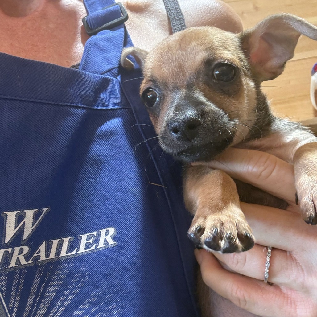 GORDITA - Chihuahua / Short Coat available for adoption