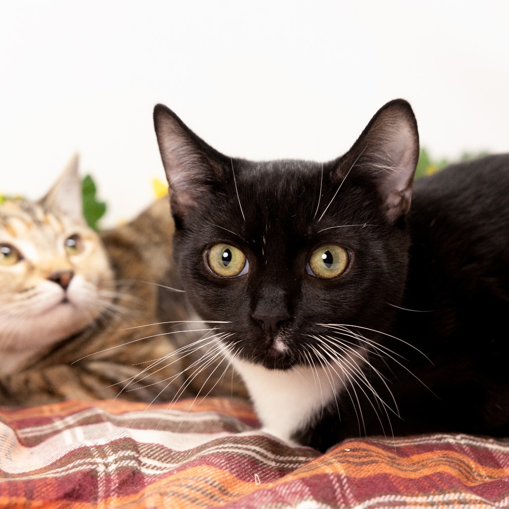 Ozzy — thumbnail 2