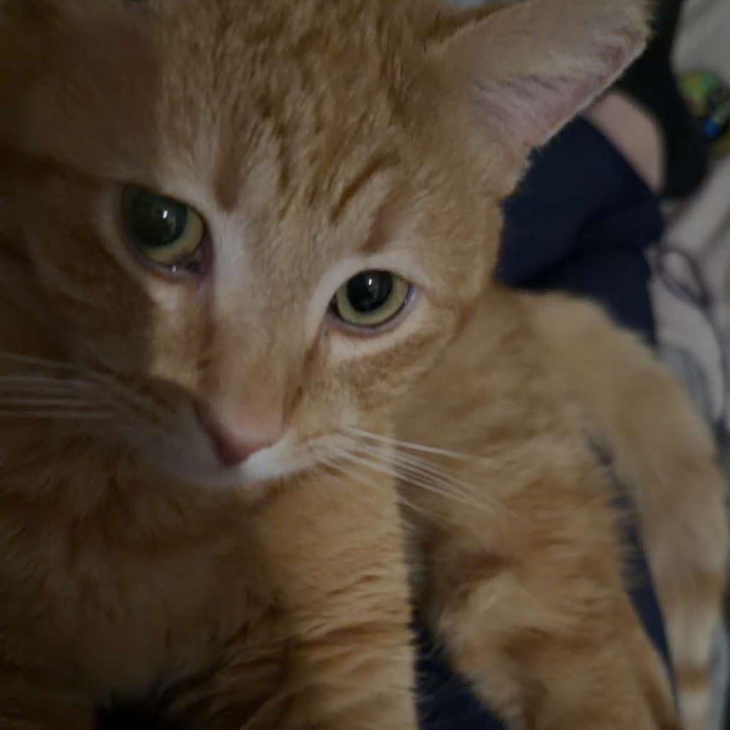 Silas — thumbnail 6