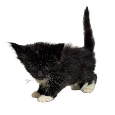 Tusc Stray 81391 2 3