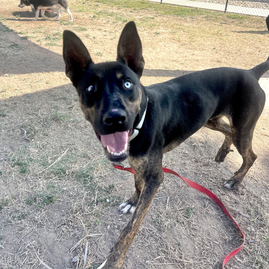 BENTLEY - Shepherd available for adoption